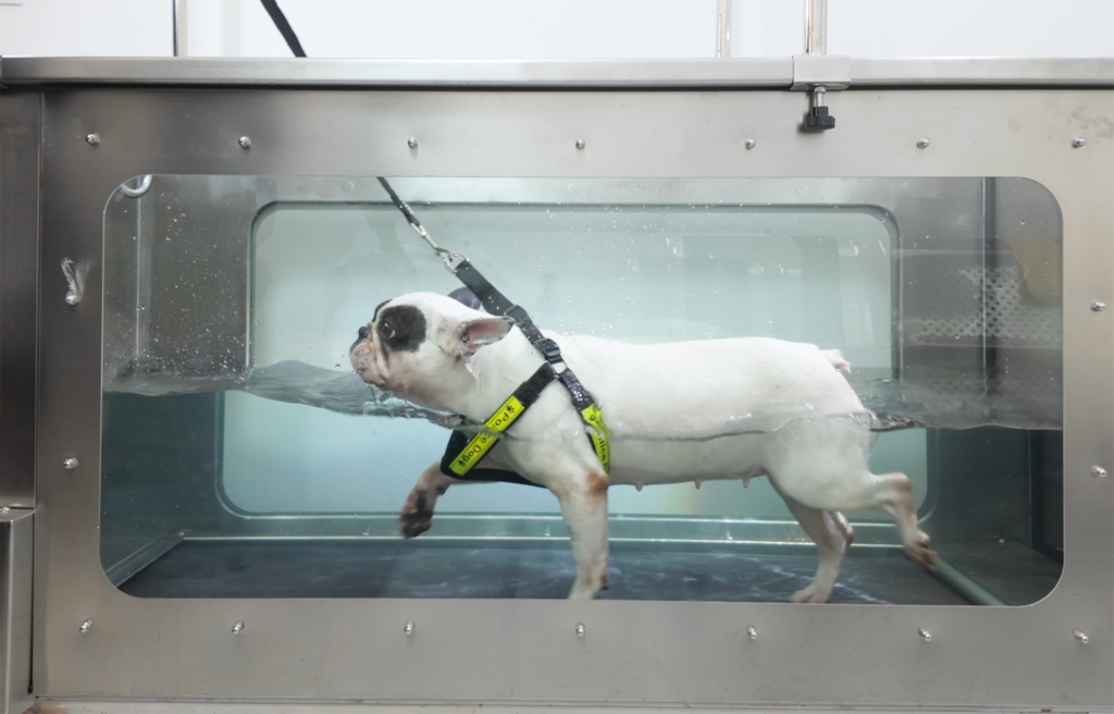 thủy trị liệu chó mèo