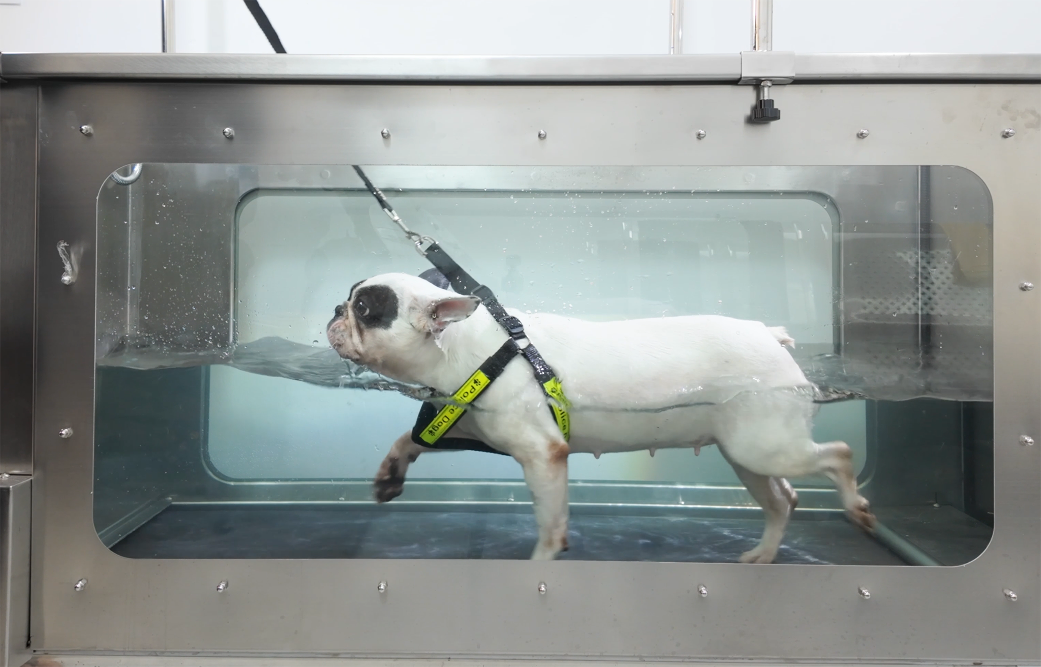 thủy trị liệu chó mèo