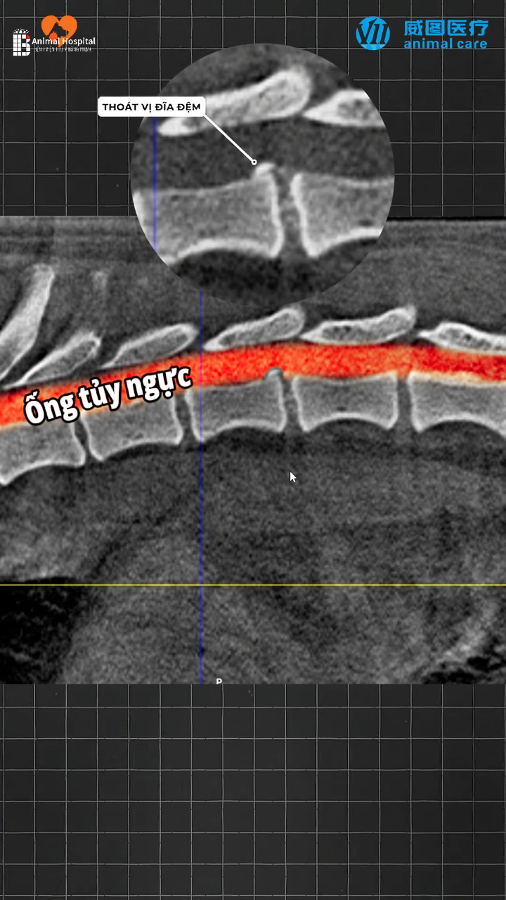 Chó tên Maxi bị thoát vị đĩa đệm