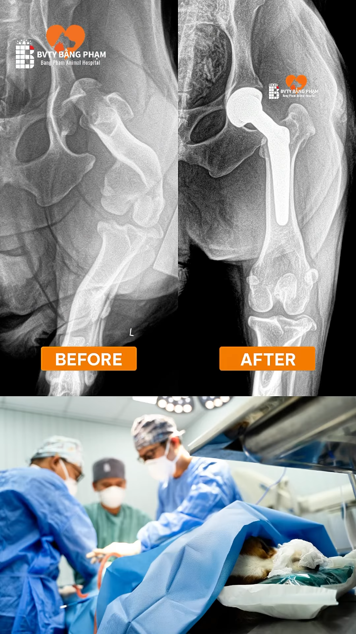 Thay khớp háng THR toàn phần cho chó