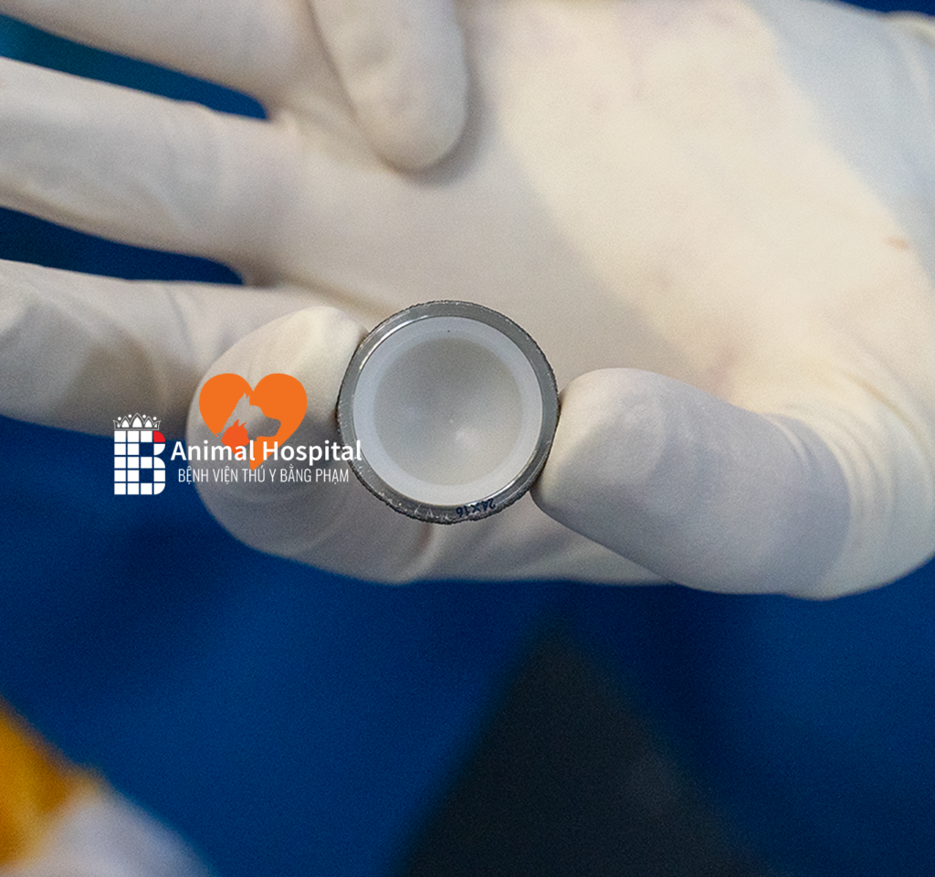 phẫu thuật thay khớp háng nhân tạo cho chó mèo
