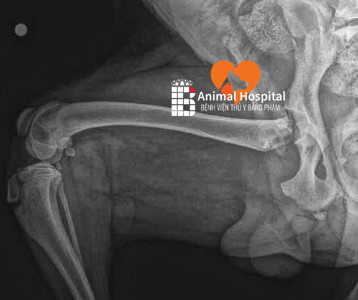 chó bị gãy cổ xương đùi