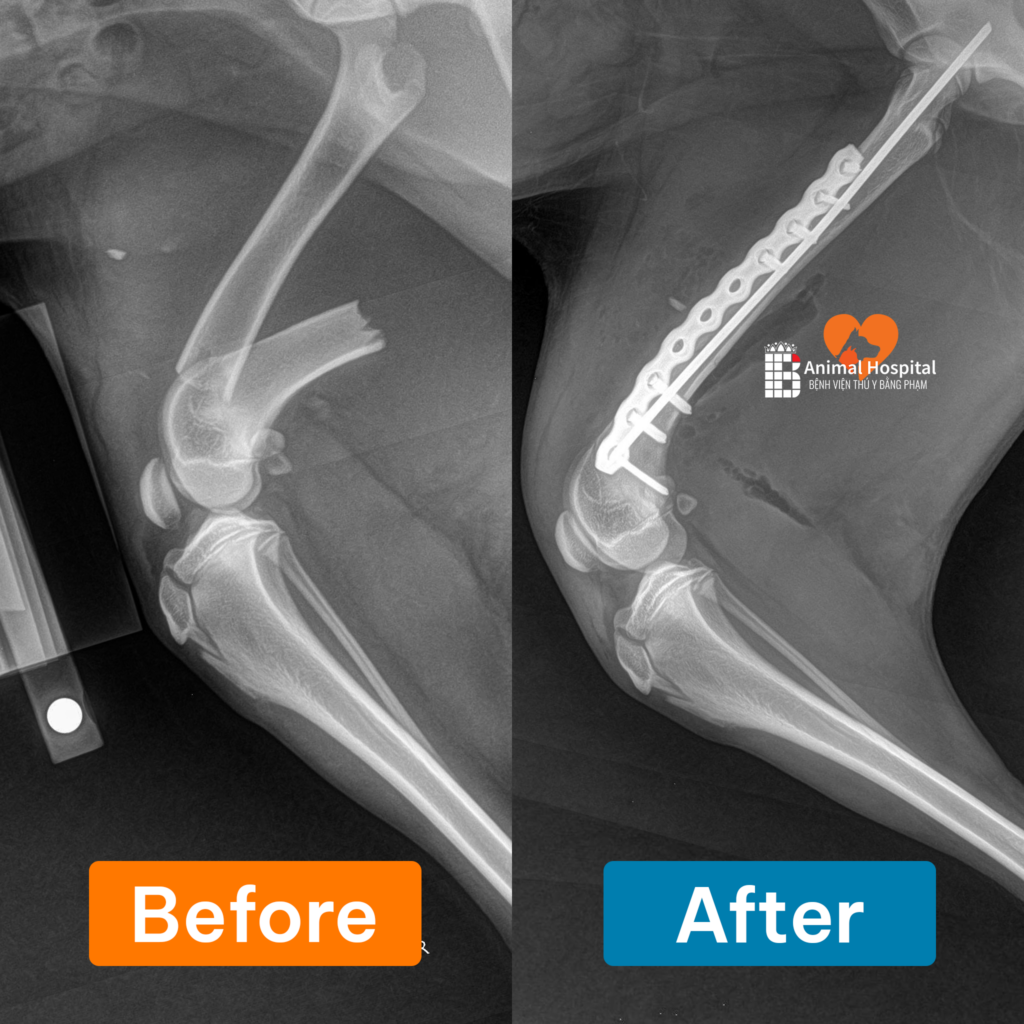 phẫu thuật chó bị gãy chân