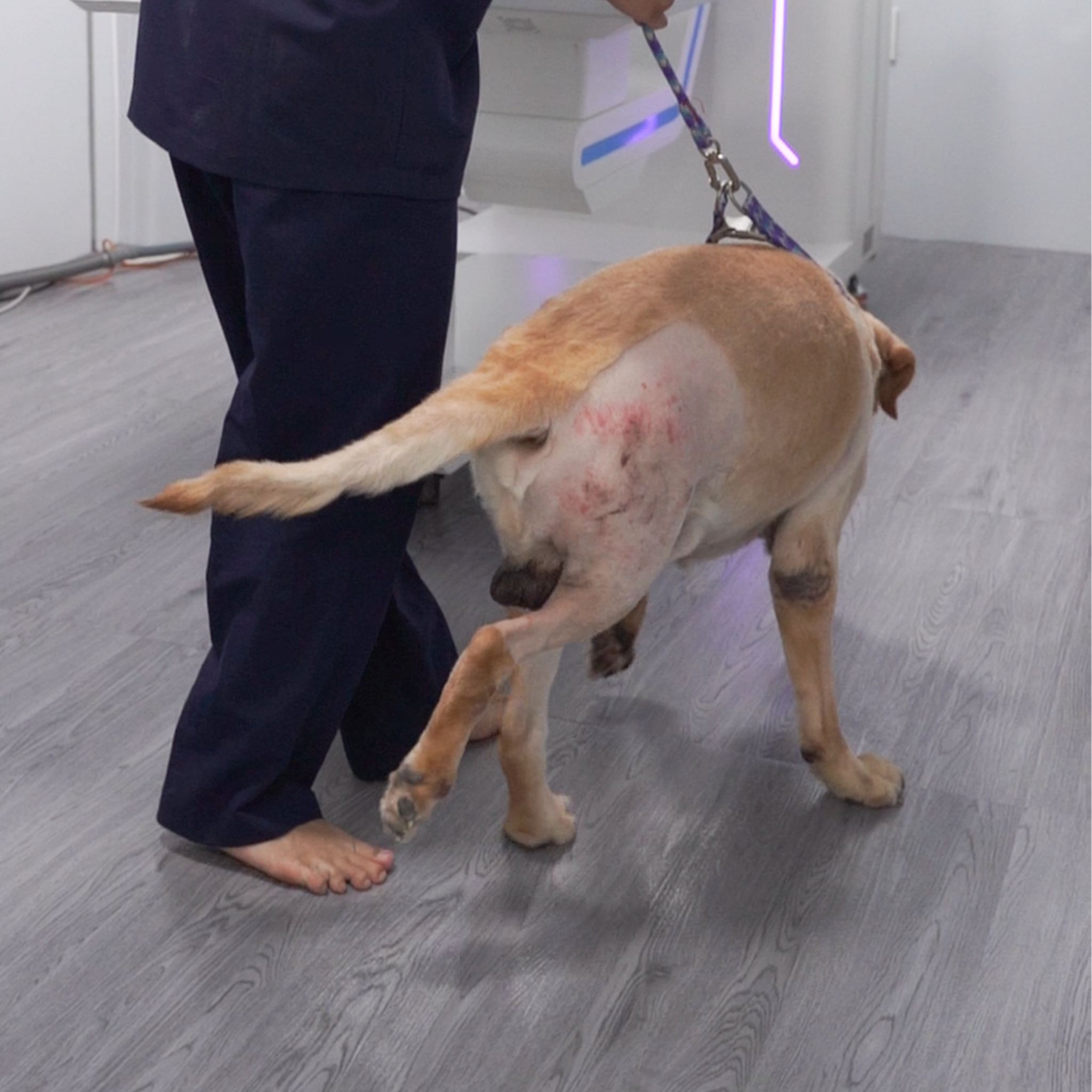 chó đi khập khiểng chân sau