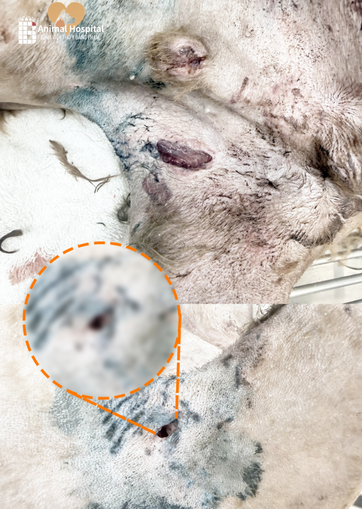 chó bị cắn gãy chân