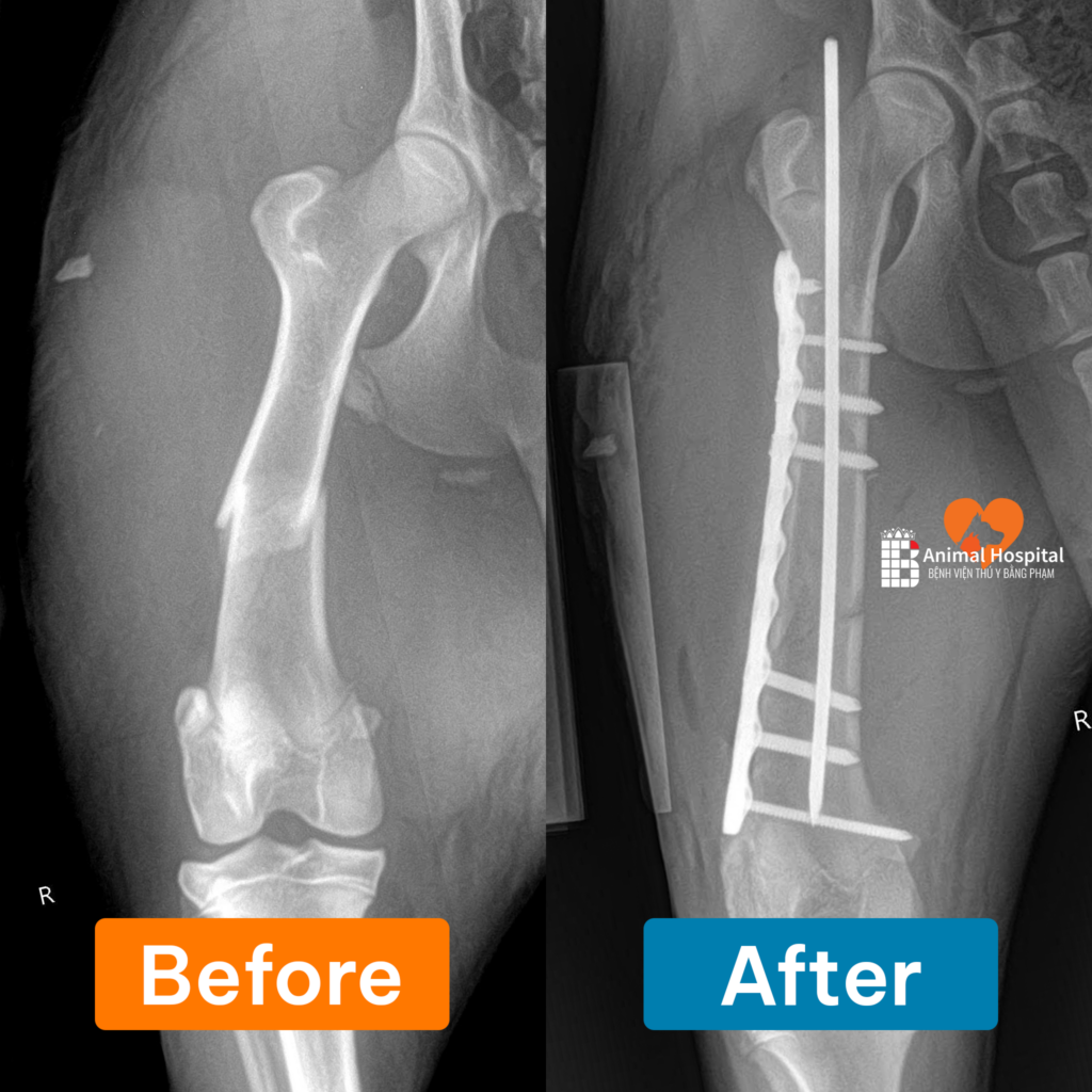 phẫu thuật chó bị gãy chân