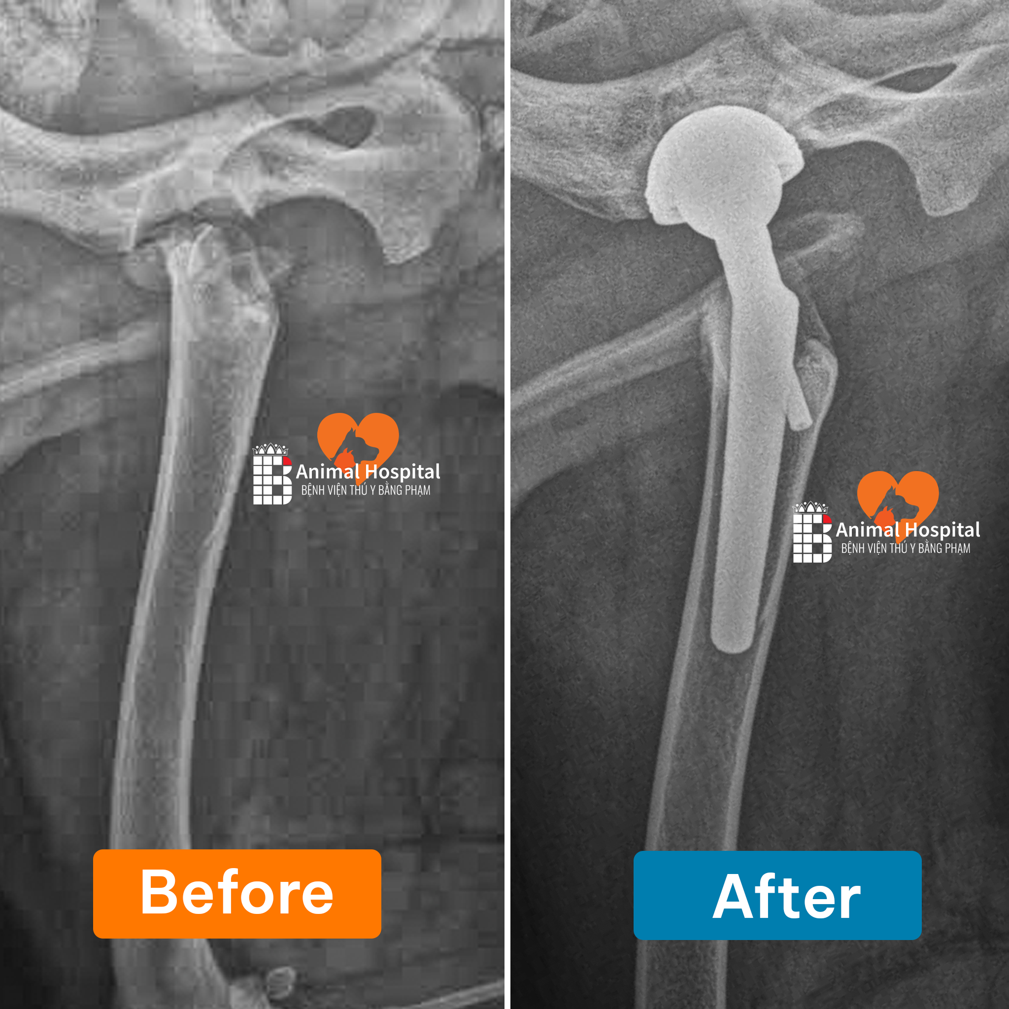 chó bị gãy cổ xương đùi