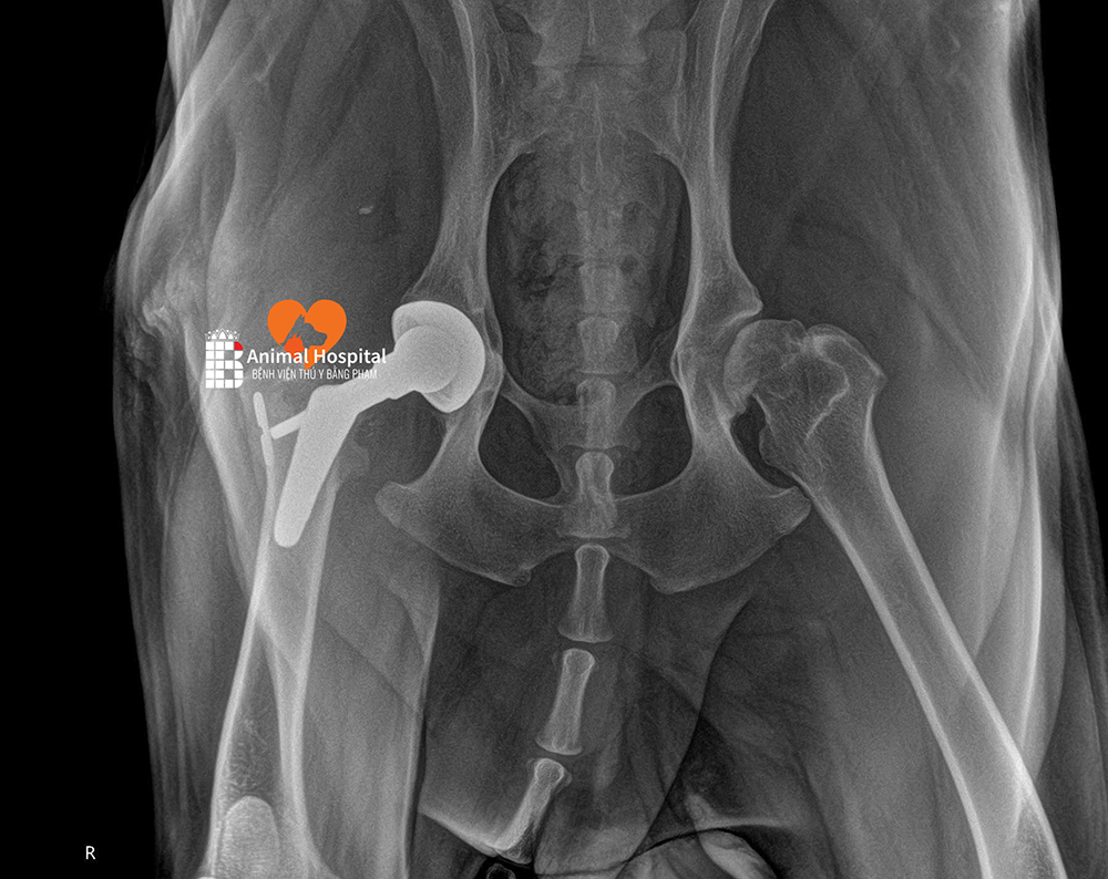 Thay khớp háng nhân tạo chó mèo