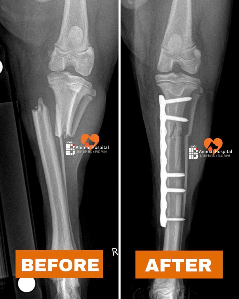 chó bị chó lớn cắn gãy xương