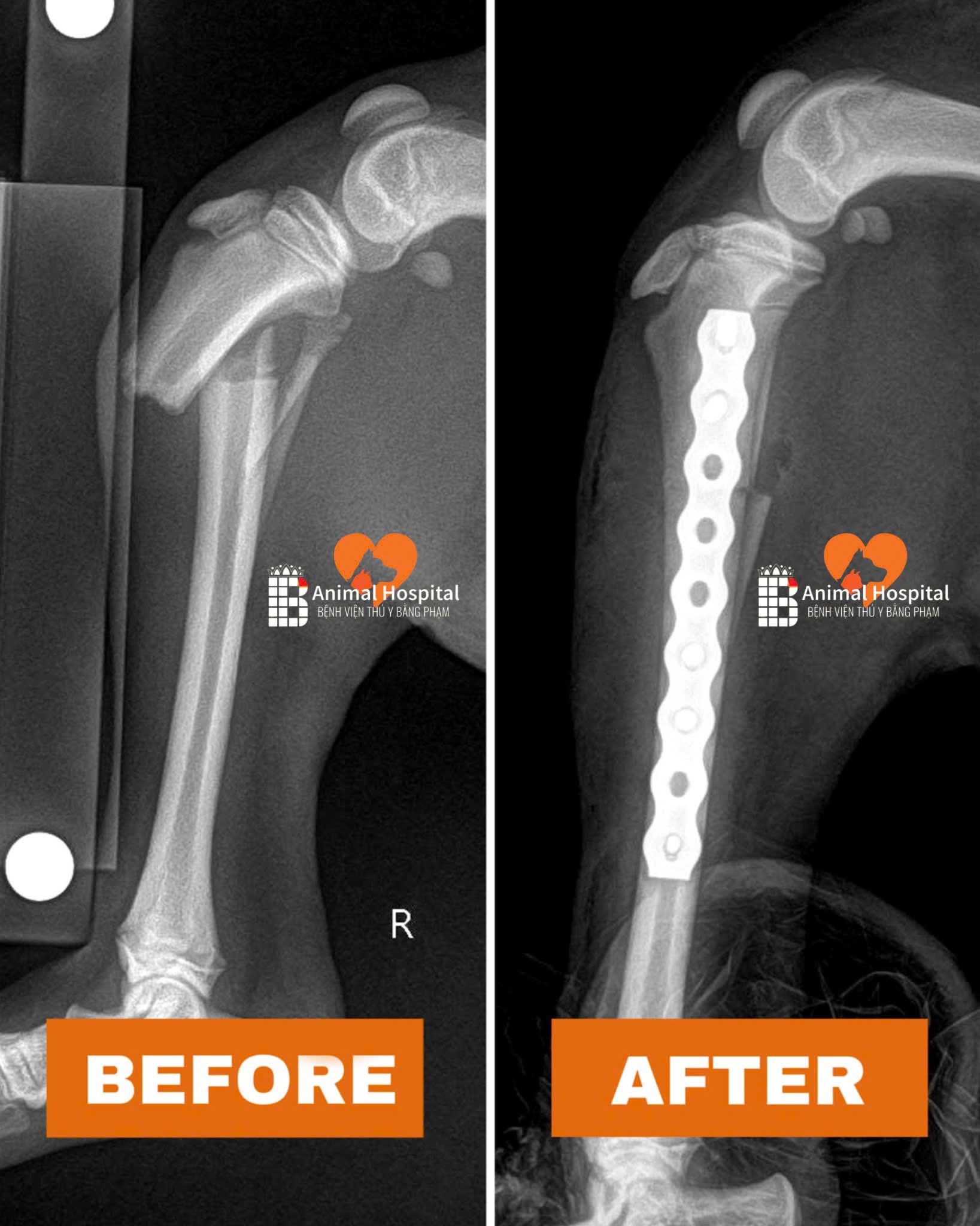 chó nhỏ bị chó lớn cắn