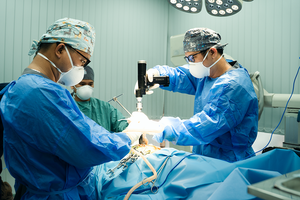 phẫu thuật thay khớp háng chó mèo