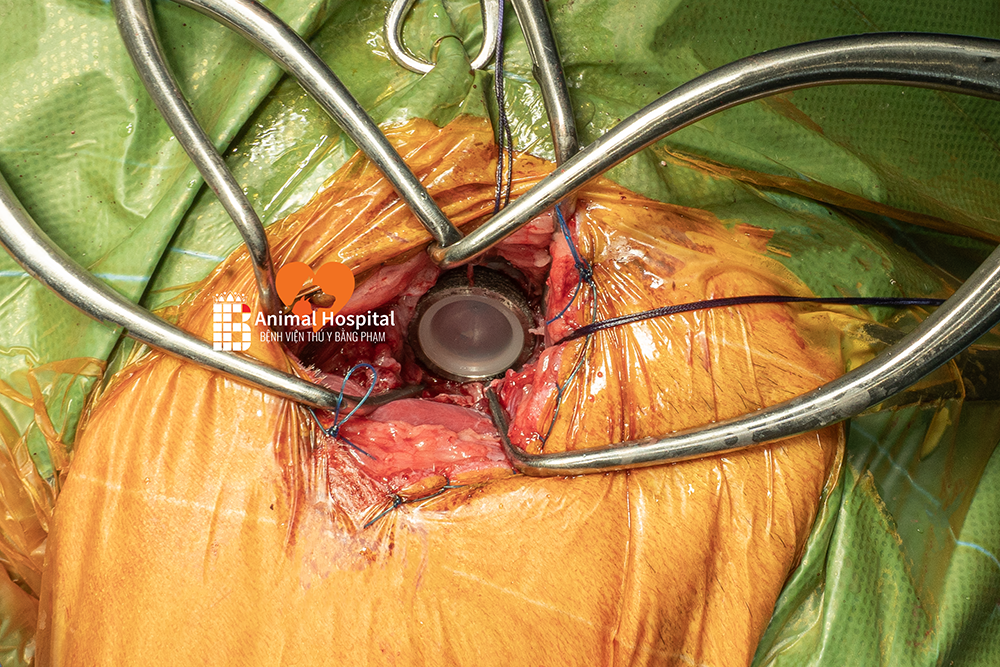 phẫu thuật thay khớp háng chó mèo