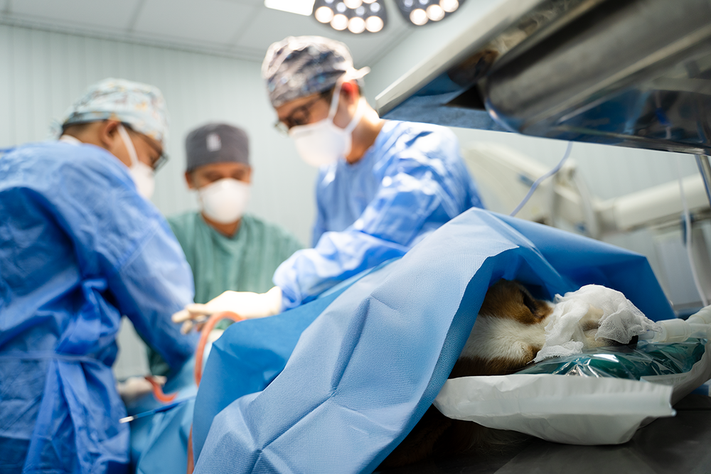 phẫu thuật thay khớp háng chó mèo