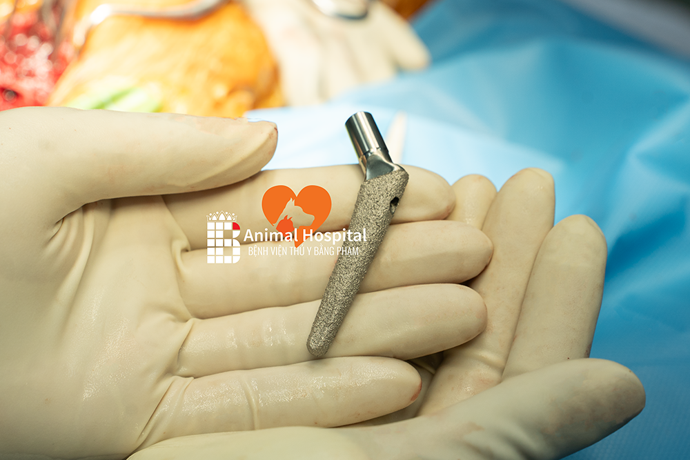 thay khớp háng chó mèo