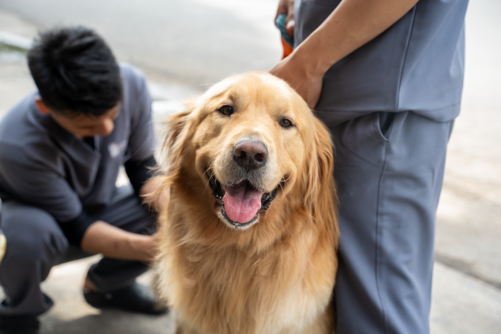 Thoái Hóa Khớp Háng Ở Chó