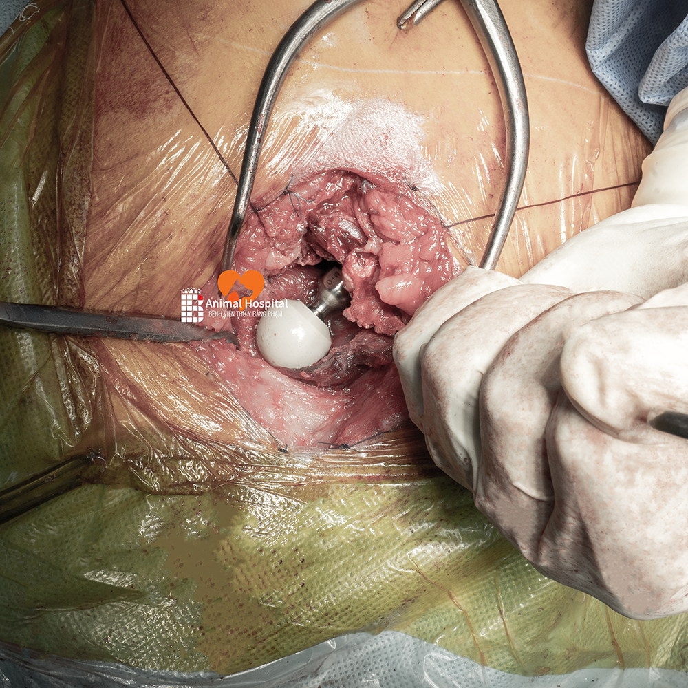 Thoái Hóa Khớp Háng Ở Chó