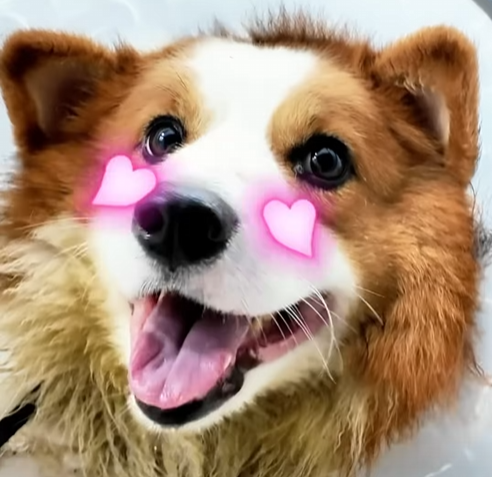 chó corgi bị đứt dây chằng khớp háng