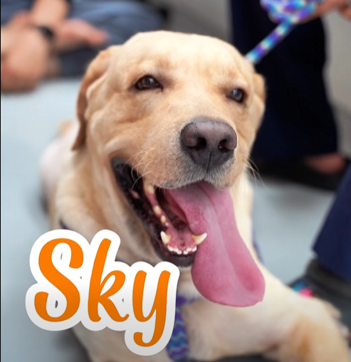 chó golden đứt dây chằng khớp háng