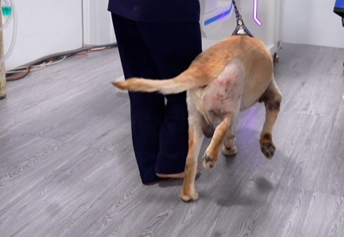 chó đứt dây chằng khớp háng