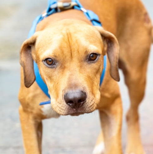 chó bị gãy cổ xương đùi