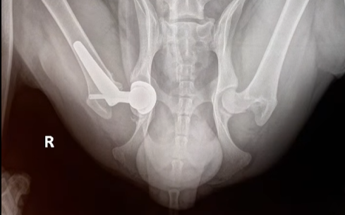 phẫu thuật thay khớp háng nhân tạo chó mèo