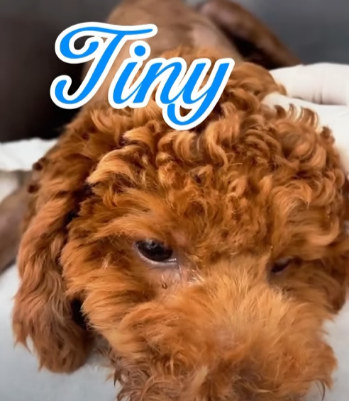 chó bị cắn gãy chân