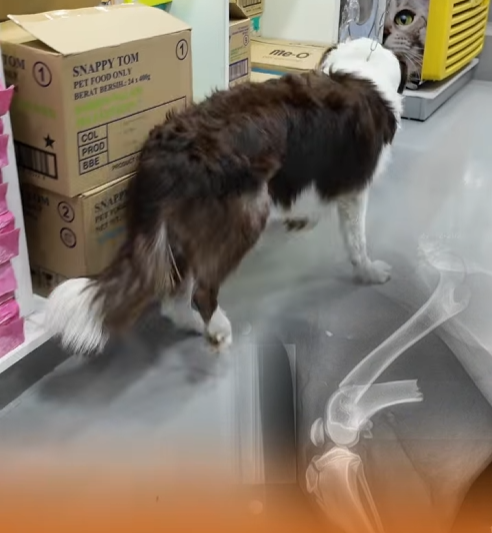 chó bị tai nạn gãy chân