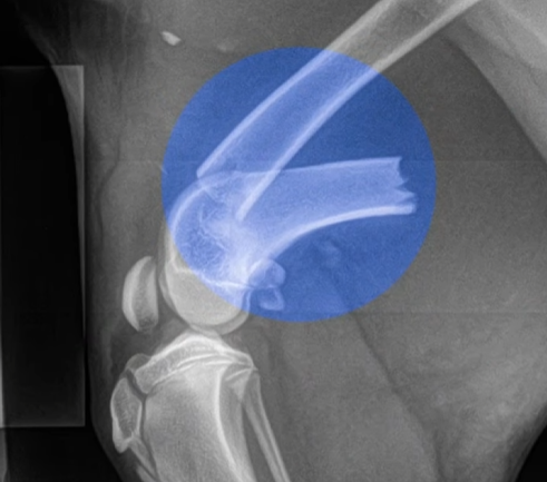 chó bị tai nạn gãy chân