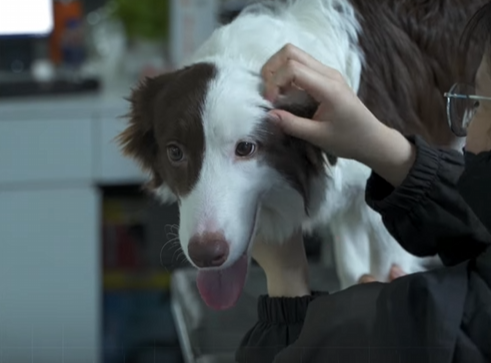 chó bị gãy xương đùi