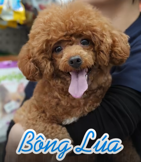 chó bị trật xương bánh chè