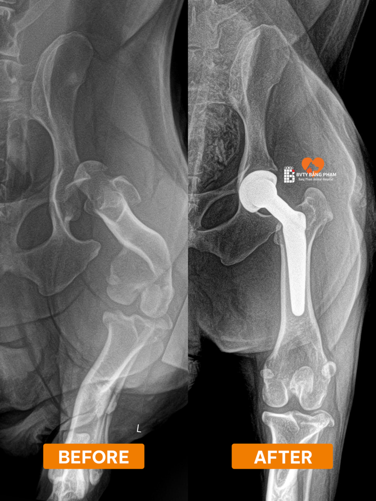thay khớp háng nhân tạo chó mèo