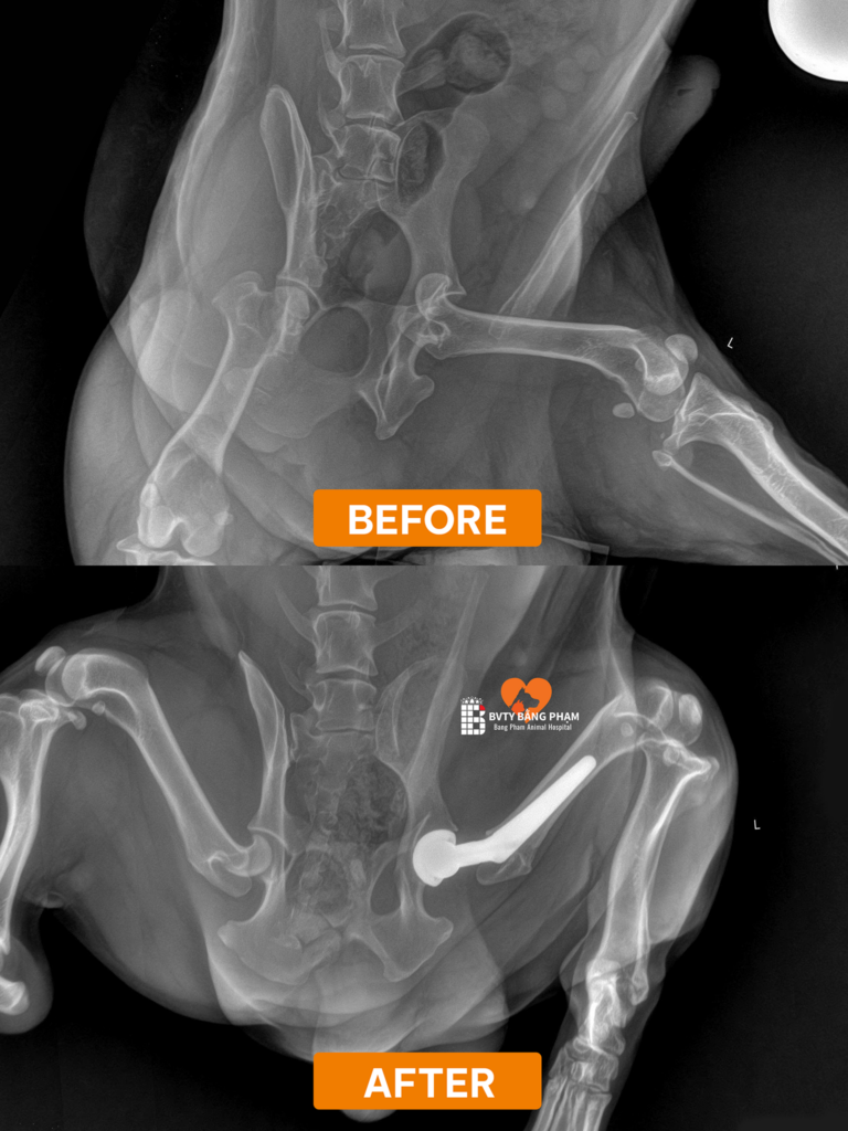 thay khớp háng nhân tạo chó mèo