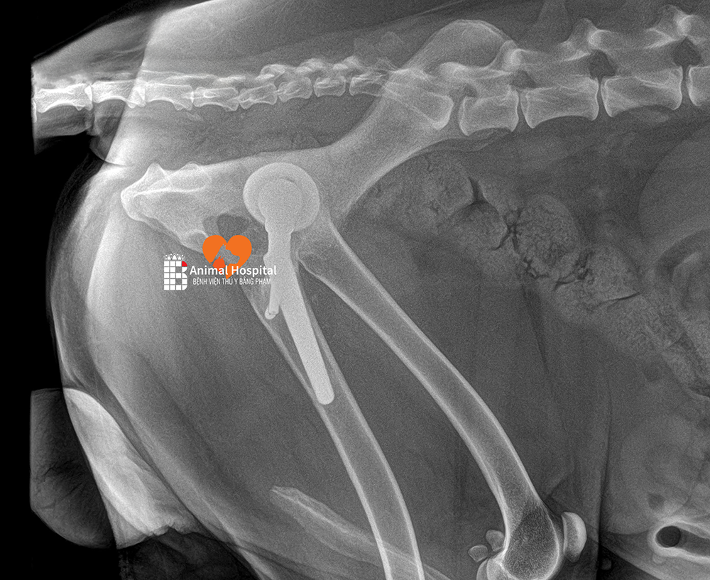 thay khớp háng chó mèo