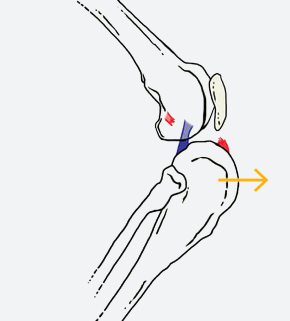 chó bị đứt dây chằng chéo trước