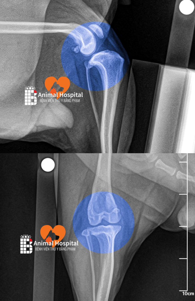 chó poodle đứt dây chằng chéo trước