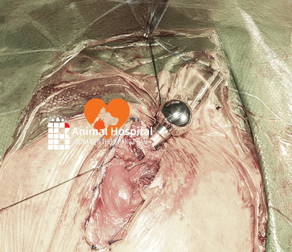 phẫu thuật thay khớp háng nhân tạo chó mèo