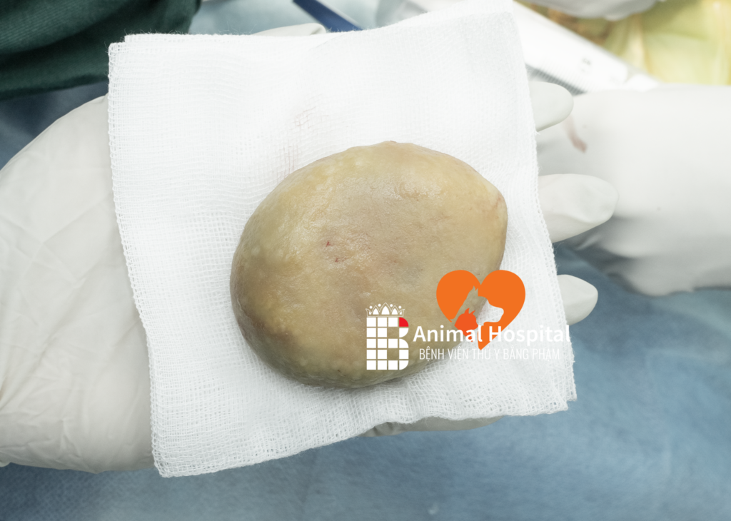 sỏi bàng quang ở chó