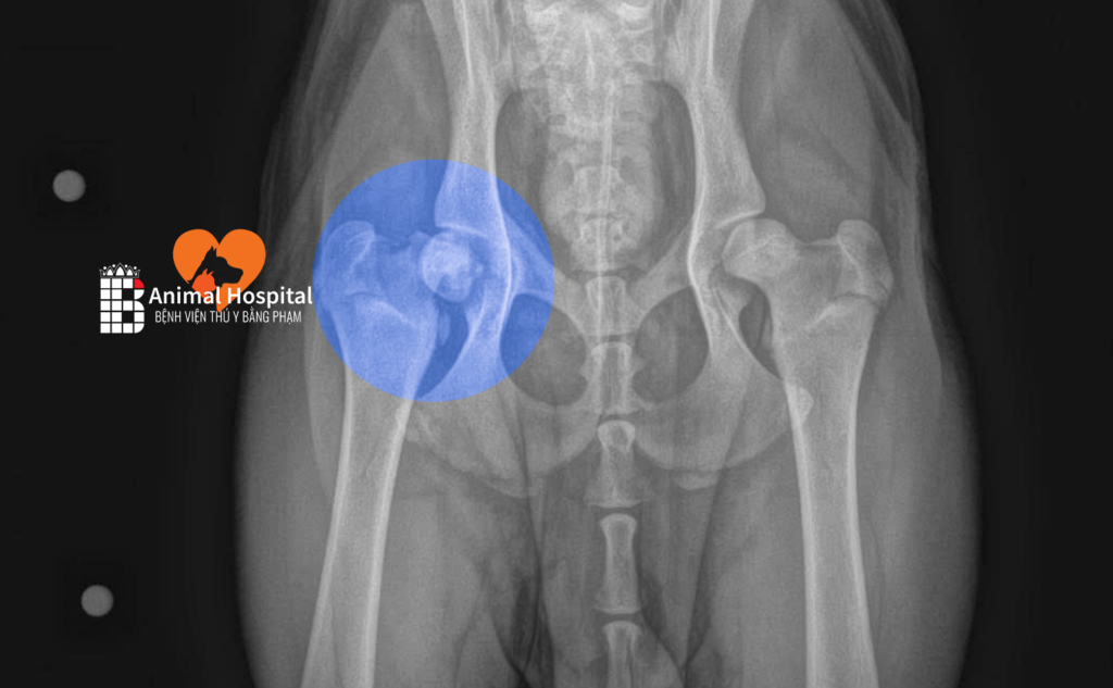 chó bị gãy cổ xương đùi