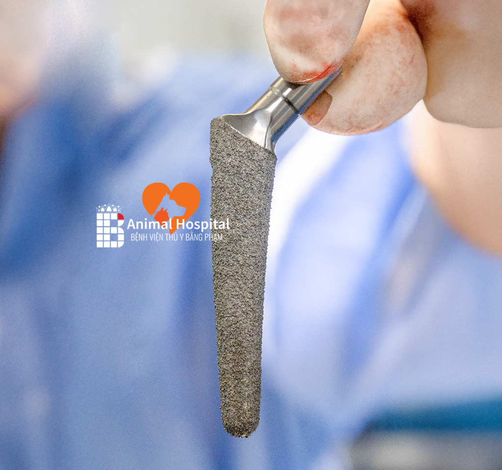 Phẫu thuật thay khớp háng nhân tạo chó mèo