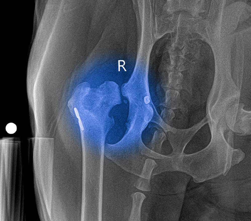 chó bị đứt dây chằng khớp háng