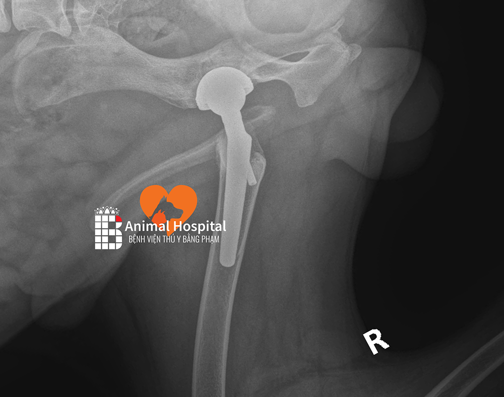 phẫu thuật thay khớp háng nhân tạo chó mèo