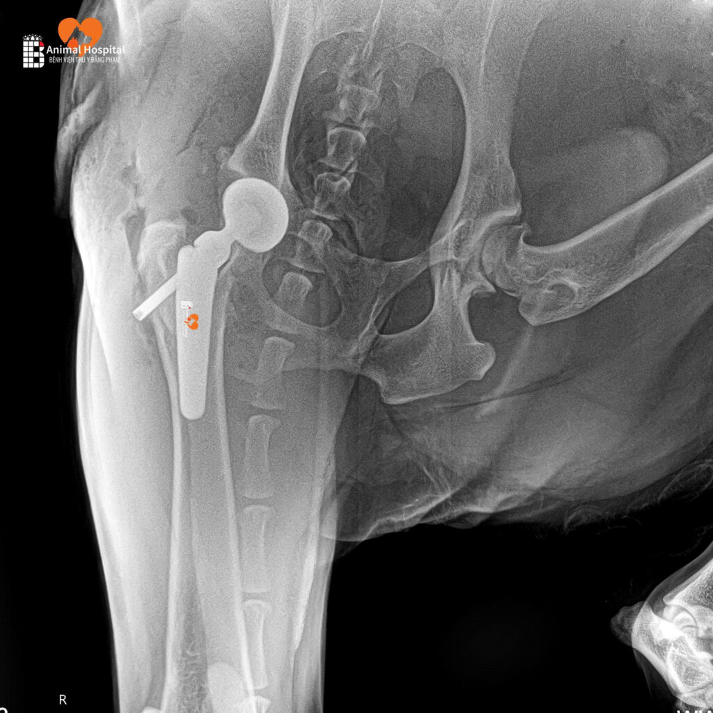Thoái Hóa Khớp Háng Ở Chó