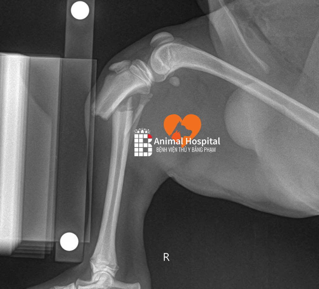 chó nhỏ bị chó lớn cắn