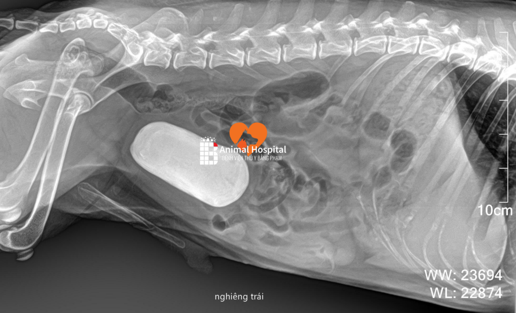 sỏi bàng quang ở chó