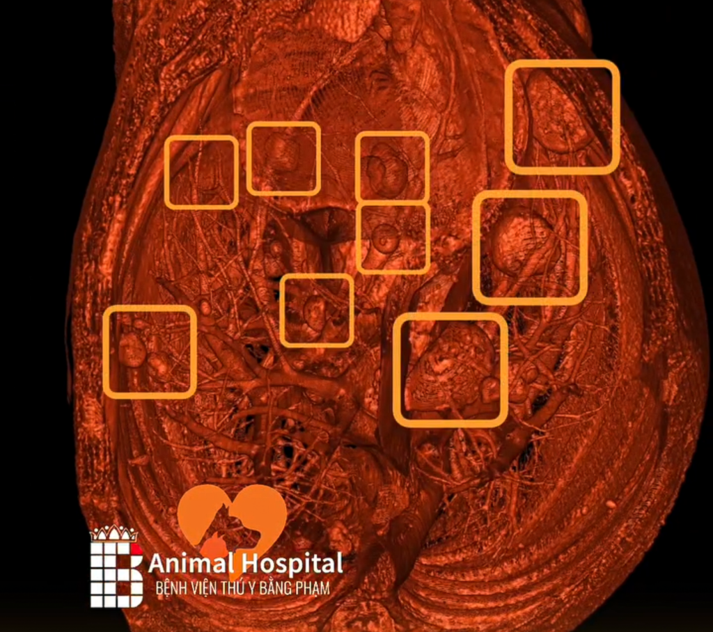 chụp CT tầm soát ung thư chó mèo