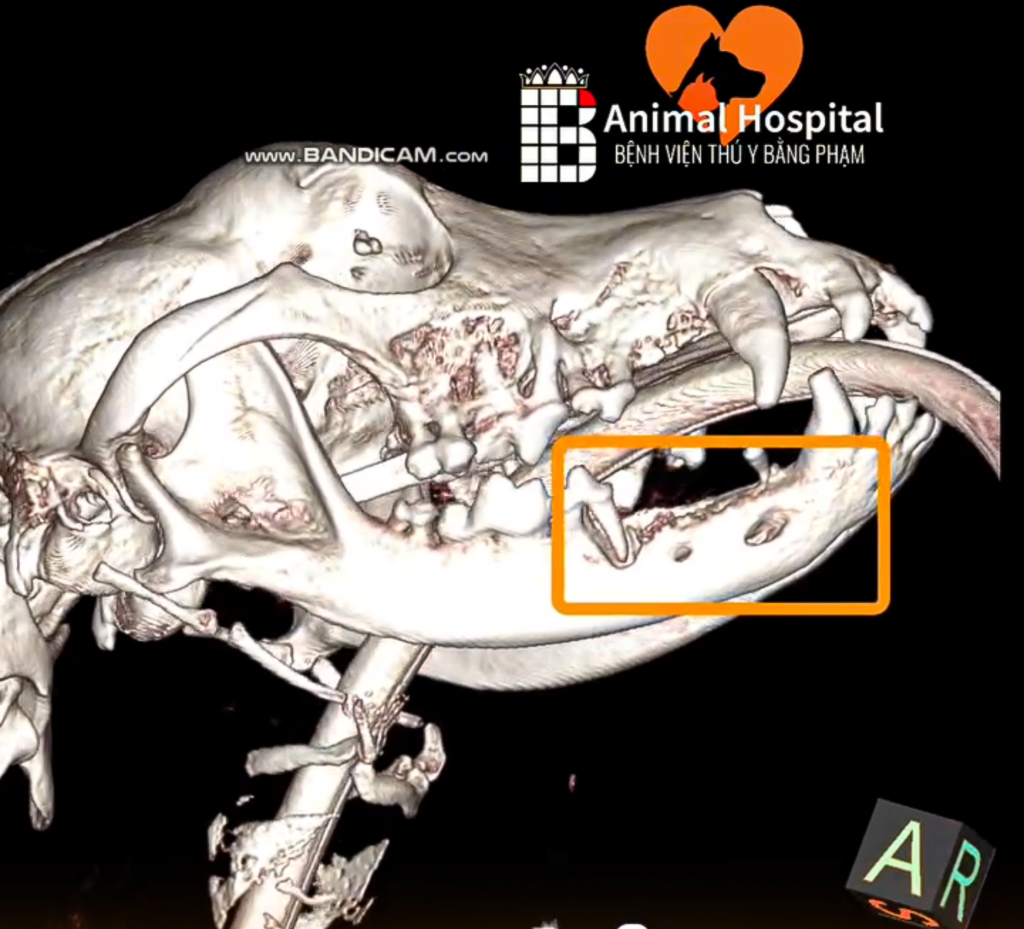 chụp CT tầm soát ung thư chó mèo