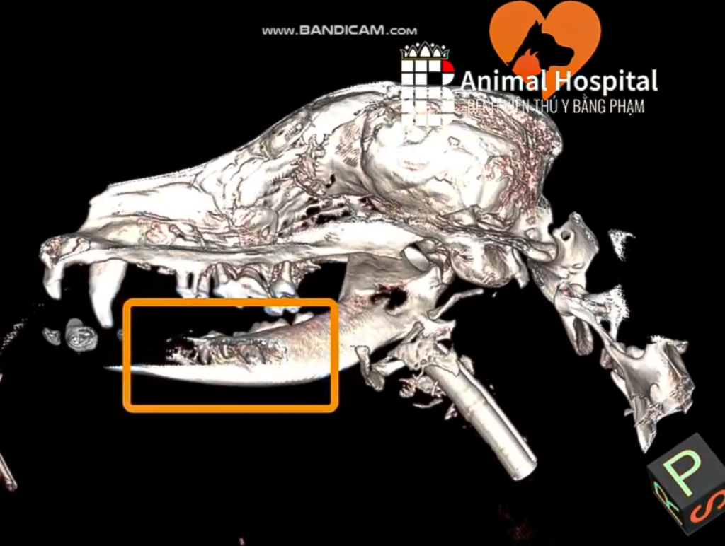 chụp CT tầm soát ung thư chó mèo