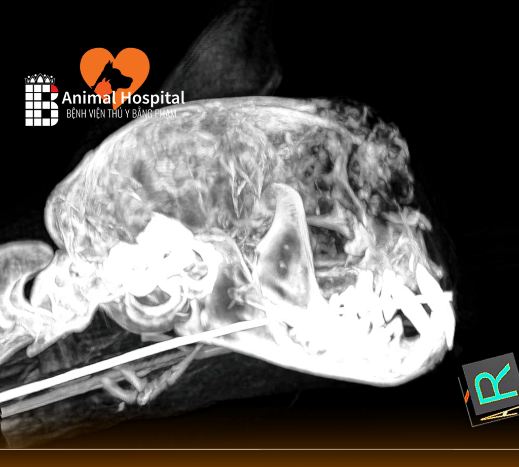 chụp CT tầm soát ung thư chó mèo