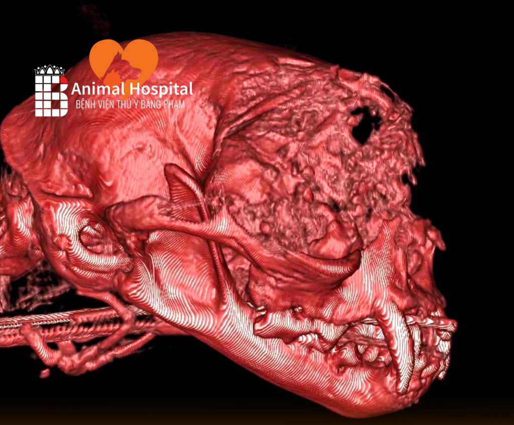 chụp CT tầm soát ung thư chó mèo
