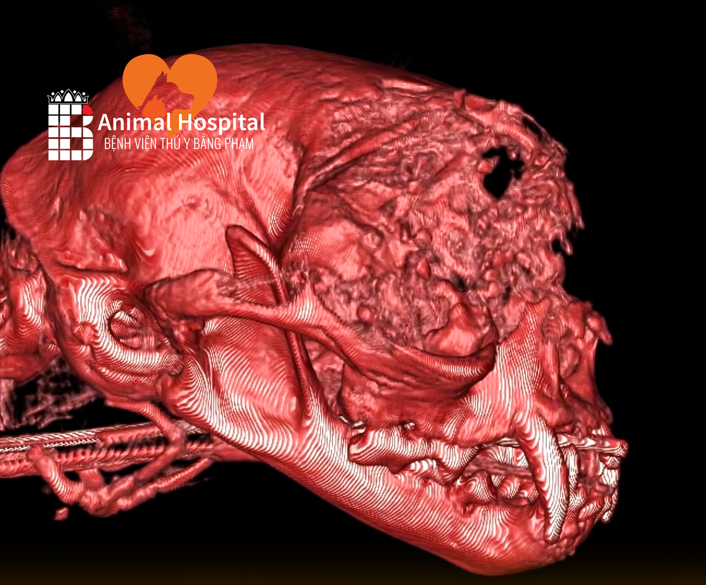 chụp CT tầm soát ung thư chó mèo